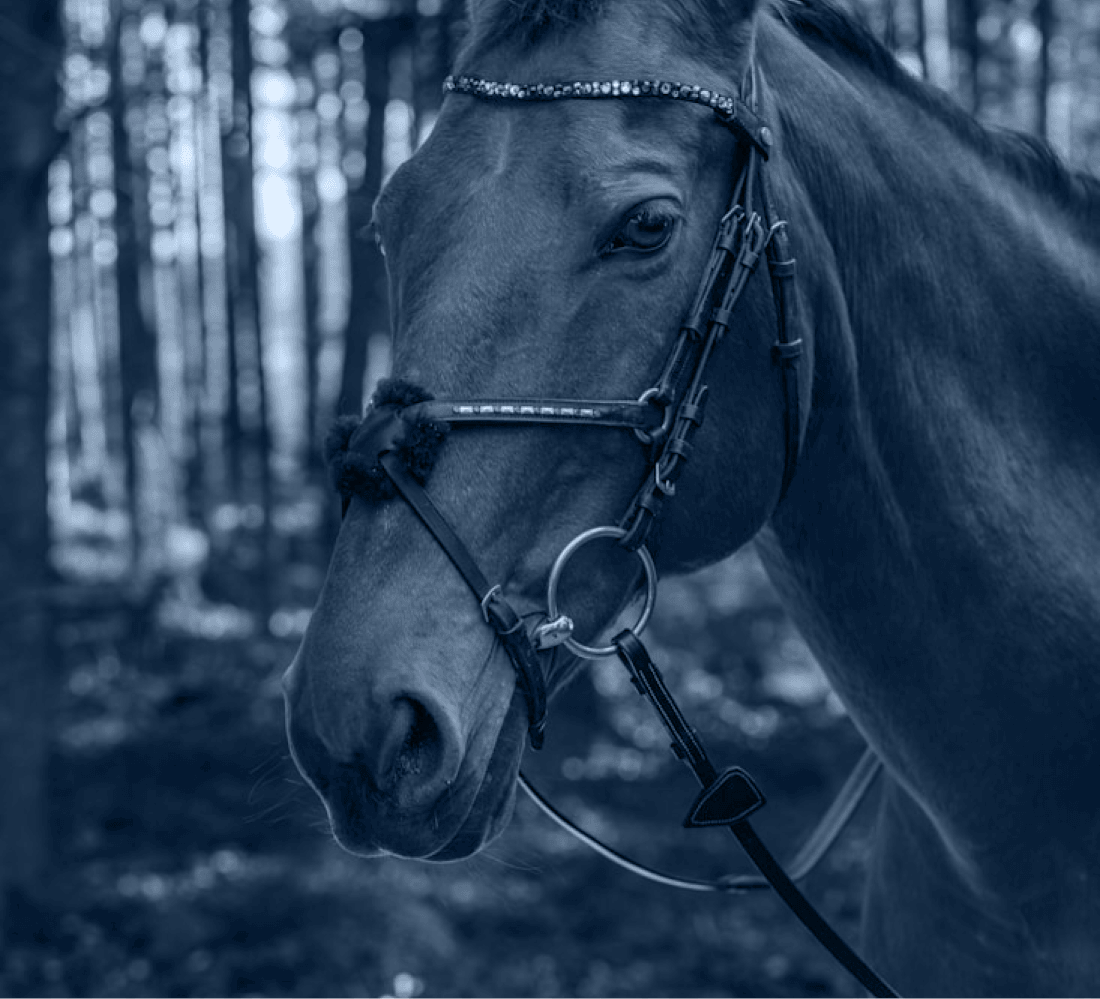 Horse Riding activity